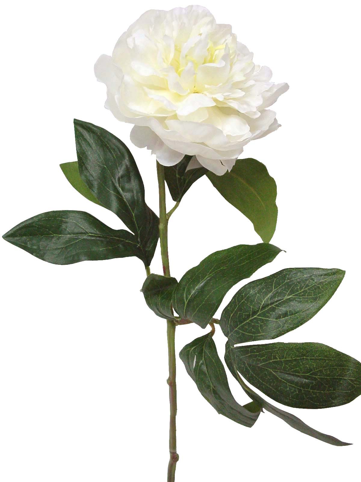 FLOR INDIVIDUAL PEONIA BLANCA - Working House